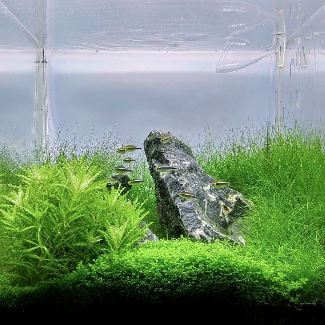 Аквариум на кварце