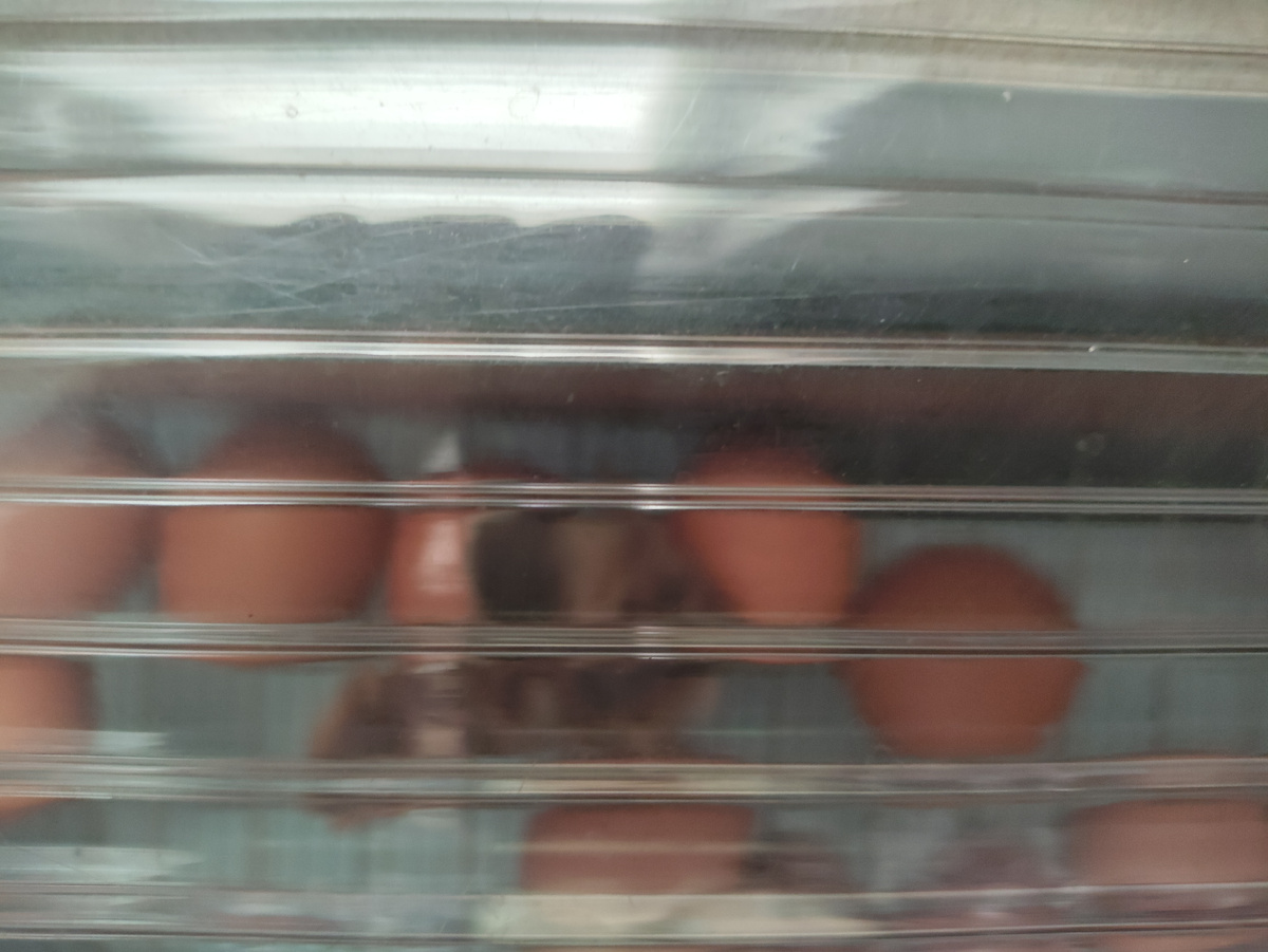 Рыженький, пестренький ))