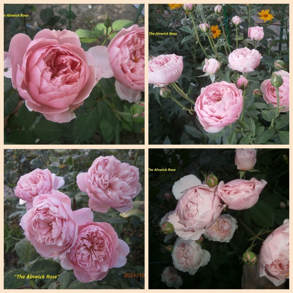 фотоколлаж Милы