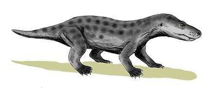 Эрициолацерта. Иллюстрация 