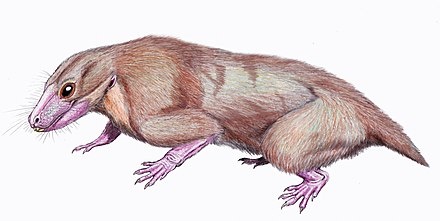 Эрициолацерта от Дмитрия Богданова.