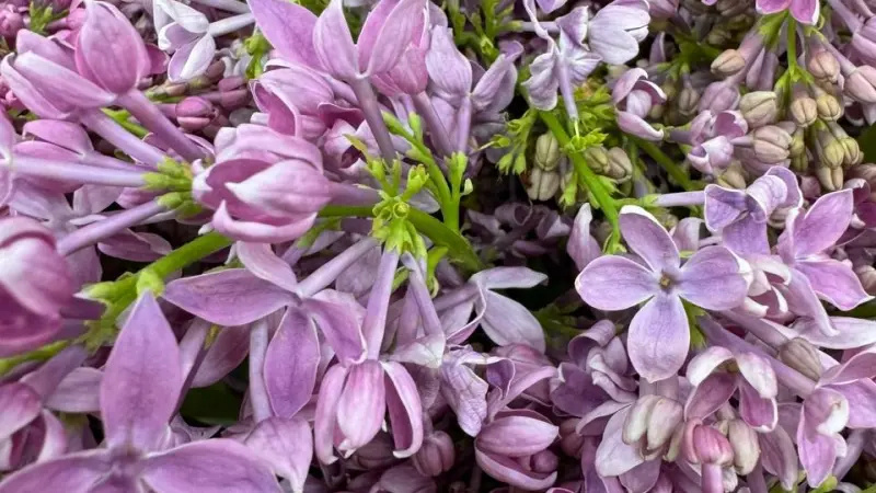    t.me/botsad_spb_official