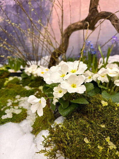    t.me/botsad_spb_official