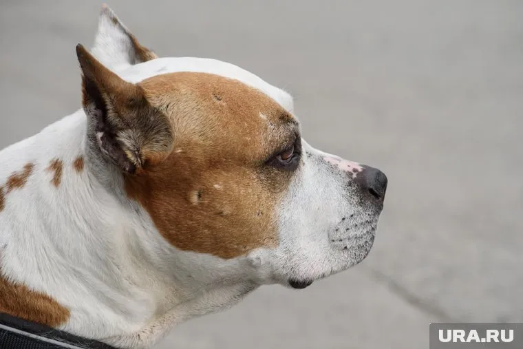 Породистые щенки стоят в Кургане в сто раз дешевле, чем сама вязка
Фото: Илья Московец © URA.RU