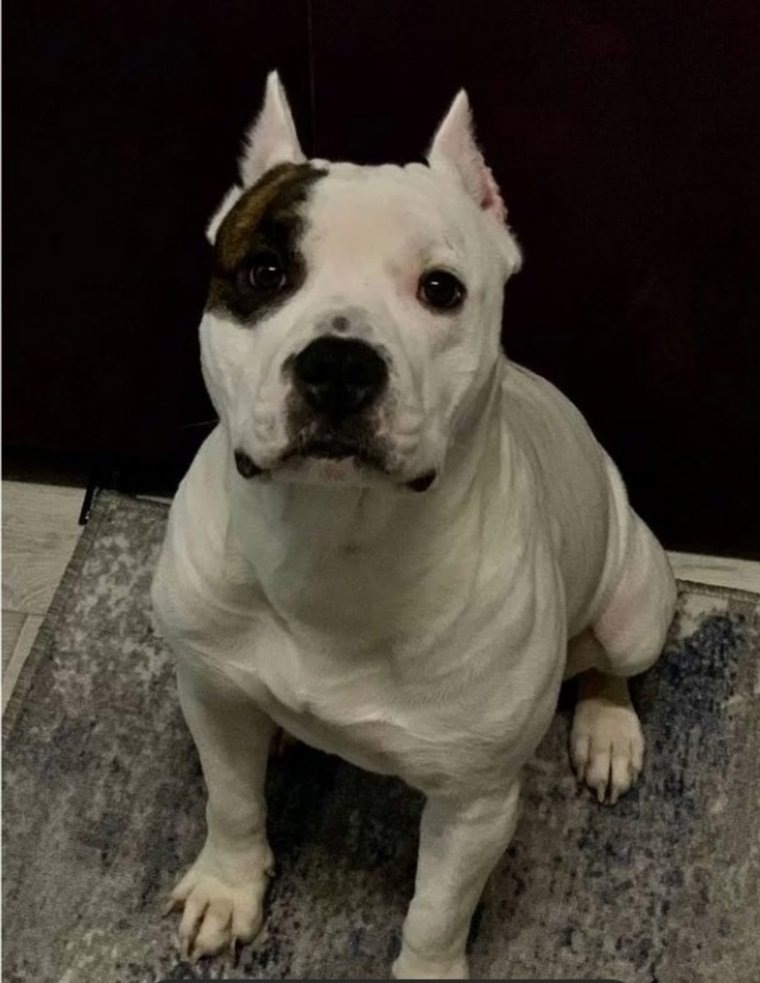 Четвероногий красавчик ждет встречи с прекрасной дамой
Фото: Авито