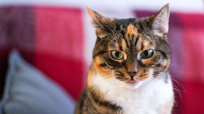    Фото: ИЗВЕСТИЯ/Анна Селина; 5-tv.ru