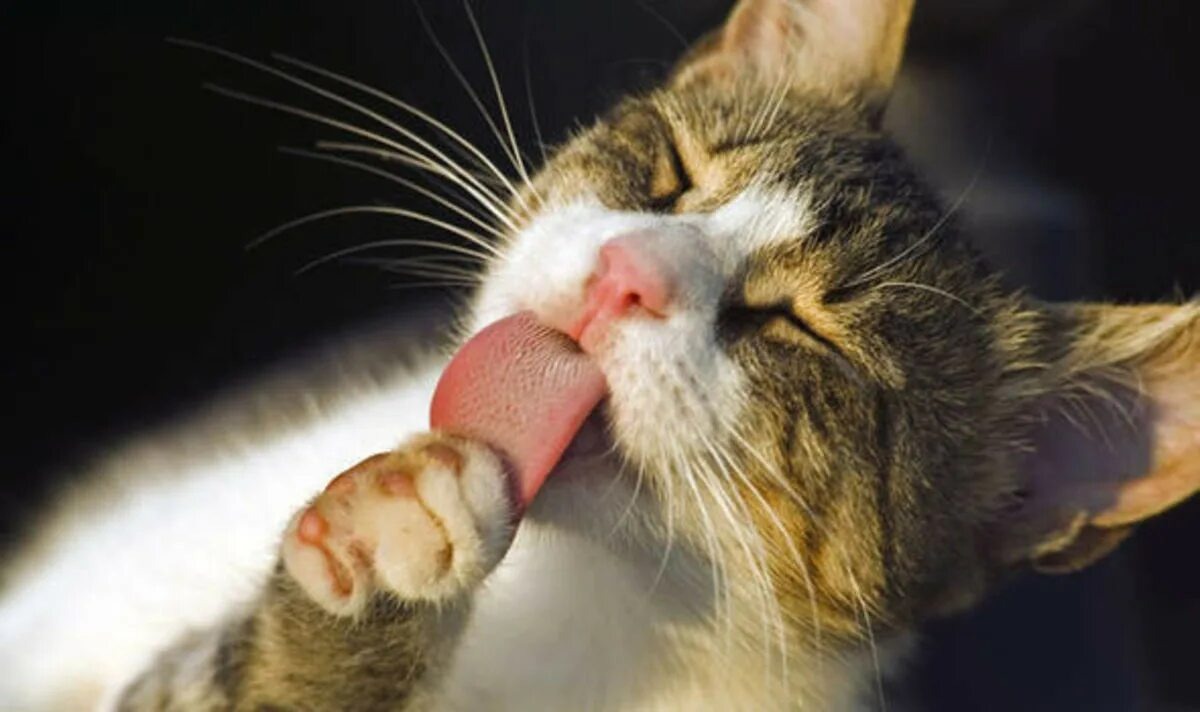 34. -2. 😺 Почему кошки так много умываются-2. 