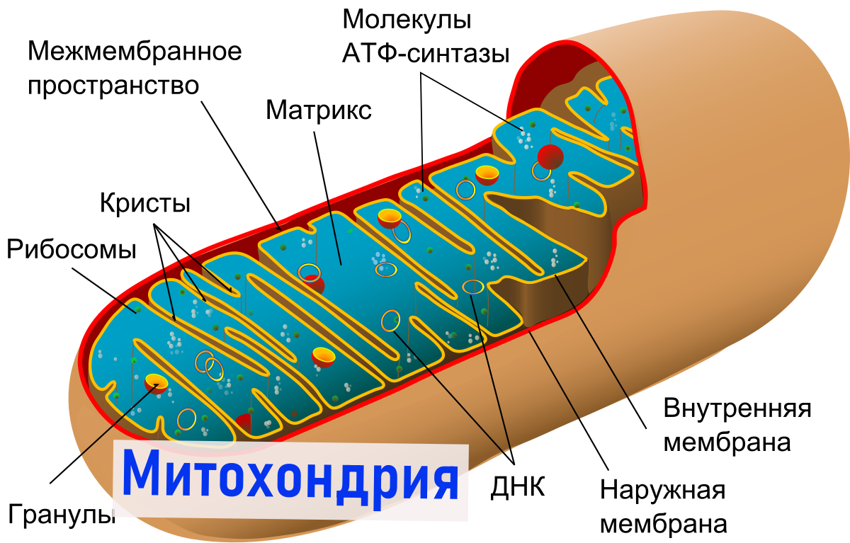 Митохондрия