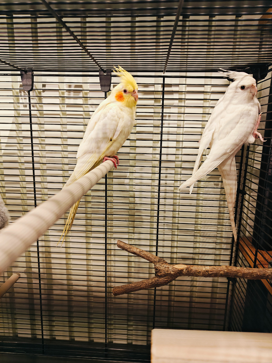 Наши кореллы в первые дни дома