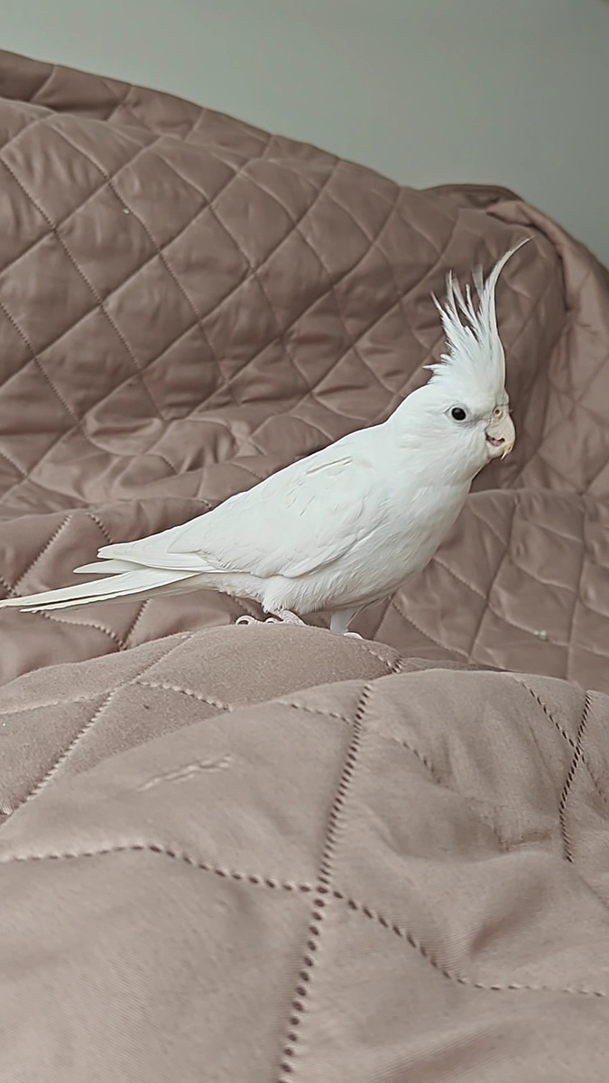 Кефирчик гуляет по покрывалу