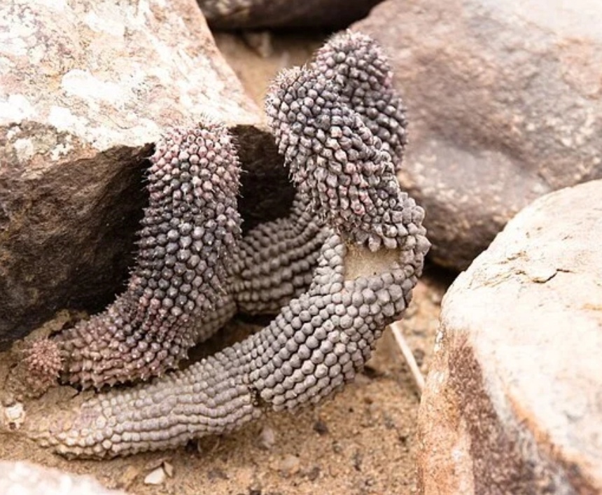 Вот так эта кракозябра должна выглядеть