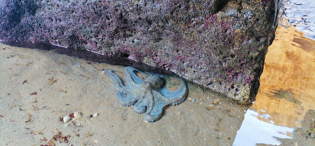 Нашла фотку с осьминогом. Всего два раза видела здесь осьминогов в океане.