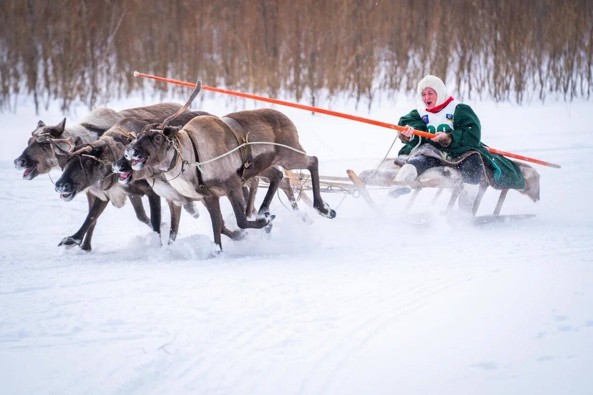    День оленевода в Белоярском районе Югры объединил более 3 тысяч участников и гостей мероприятия