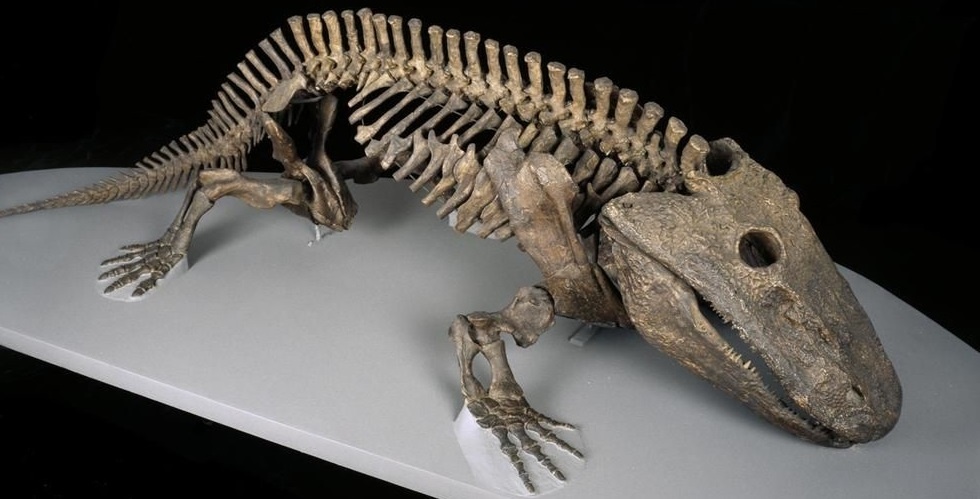 Скелет эриопса (Из открытых источников)