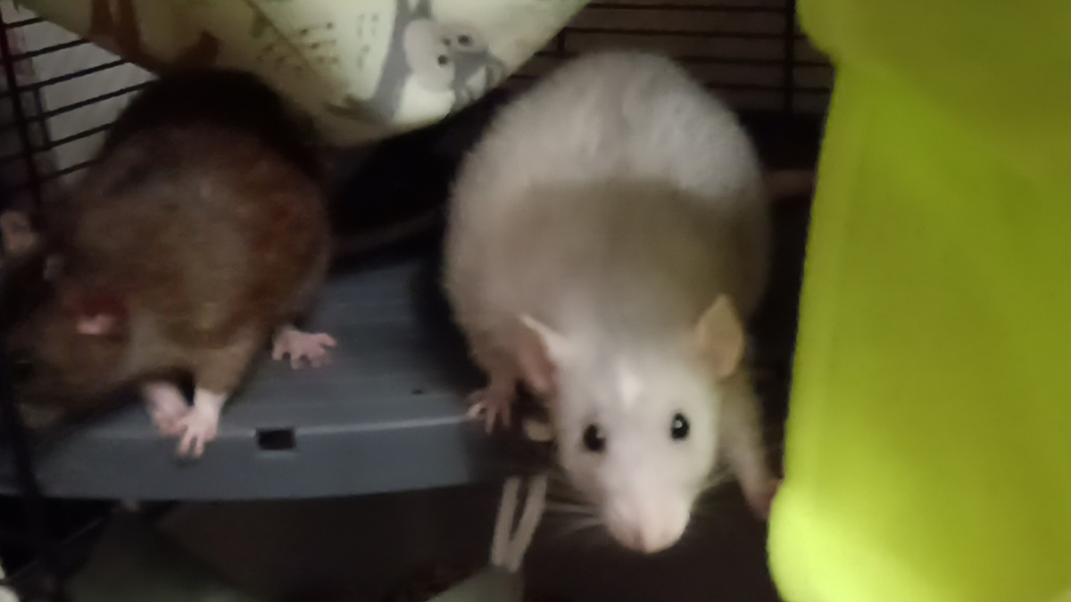 Бедная крысонька, сколько ты всего уже пережила