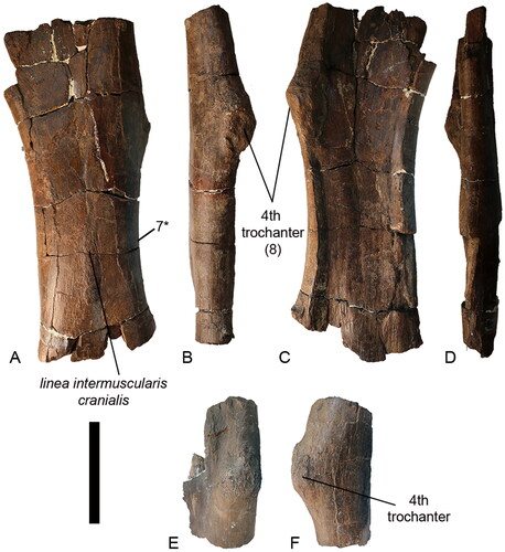 Образцы уриаша