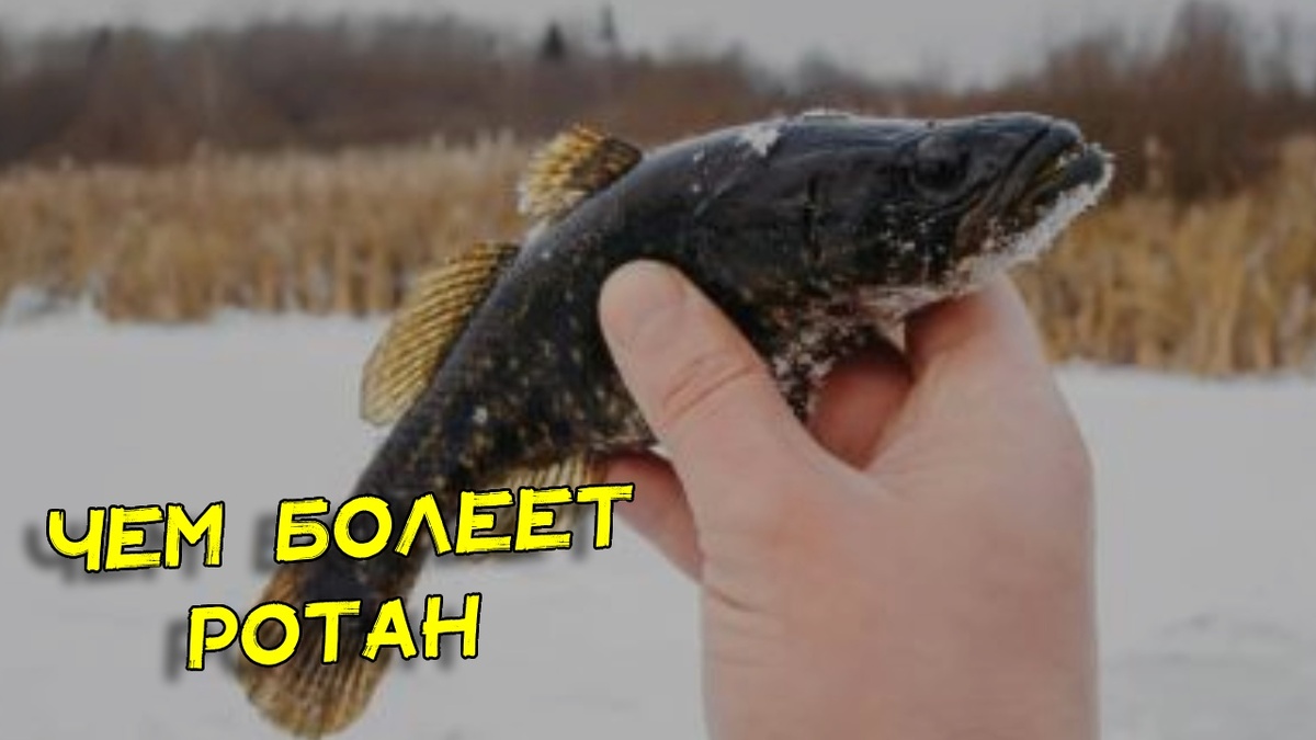 Заразки от ротана