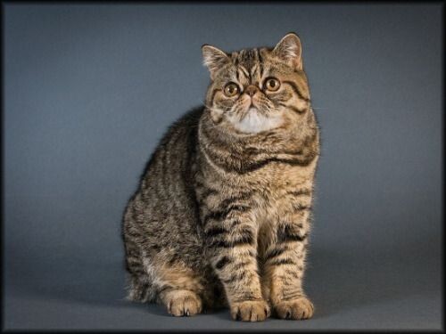 Экзот, фото из открытых источников