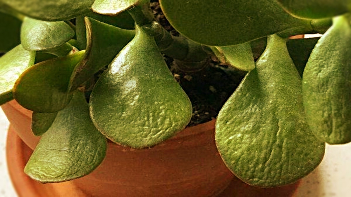 Денежное дерево