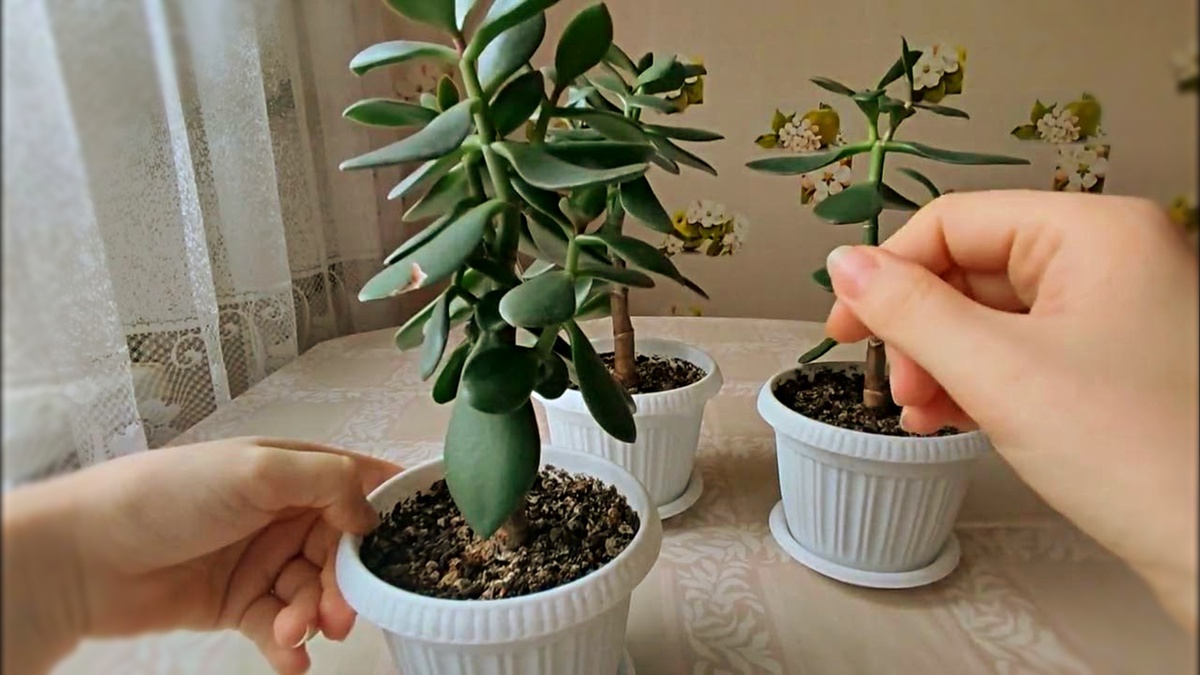 Денежное дерево