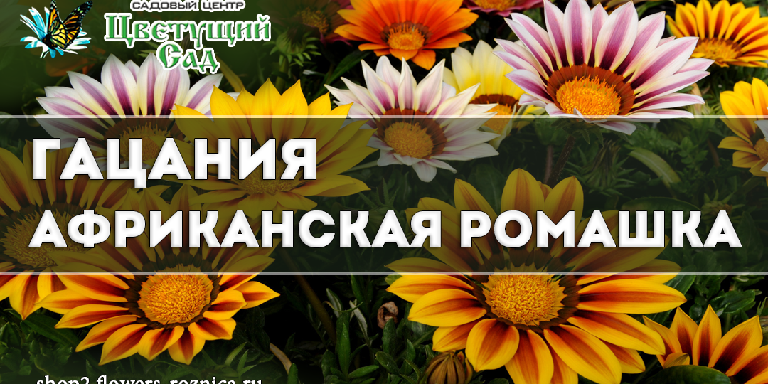 Гацания: солнечный огонёк в вашем саду