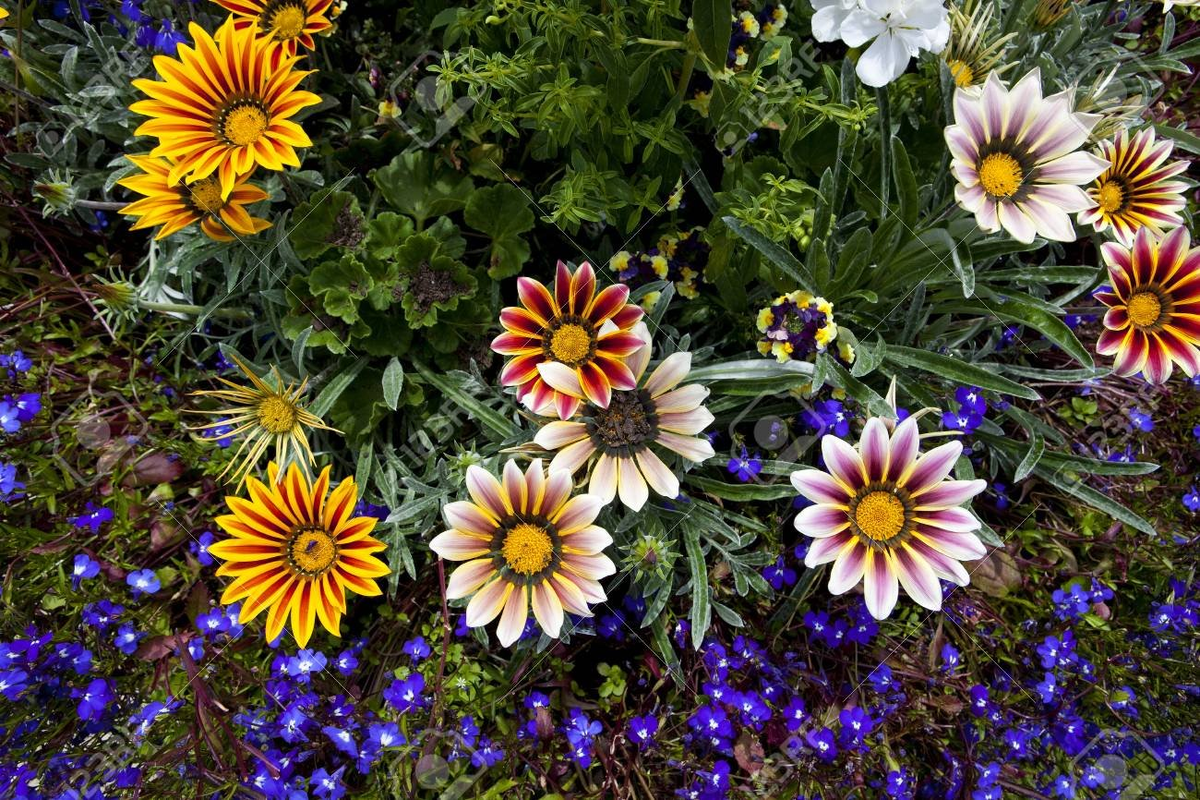 Гацания в сочетании с лобелией. Источник фото: https://klau.club/44399-lobelija-gacanija.html