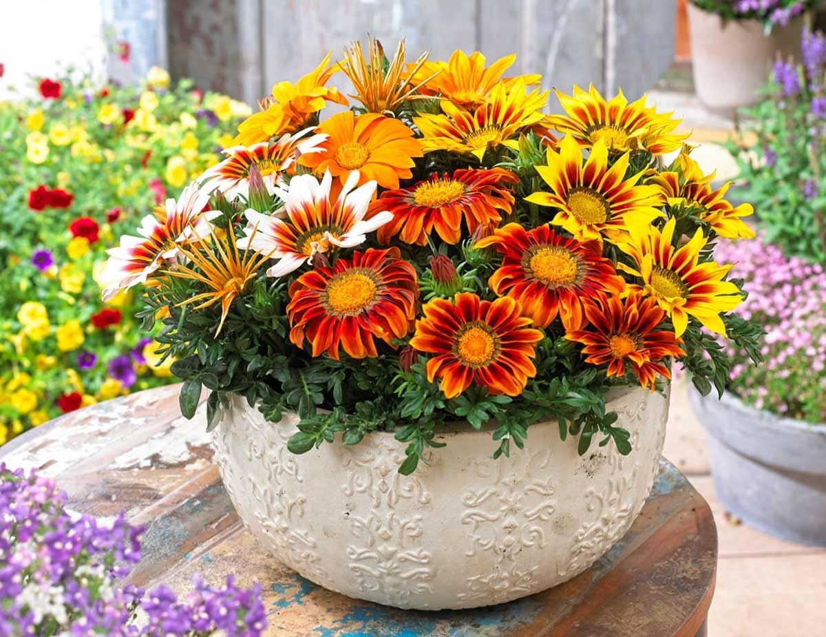 Источник фото: https://klau.club/44399-lobelija-gacanija.html