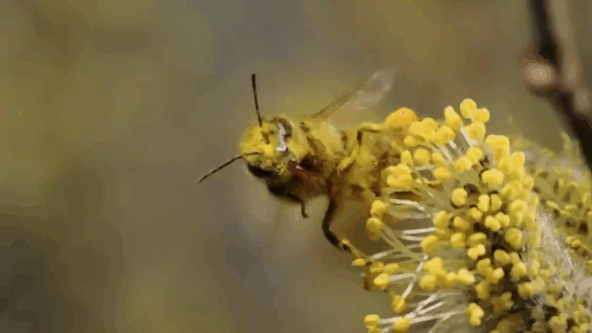 Пчёлы собирают пыльцу