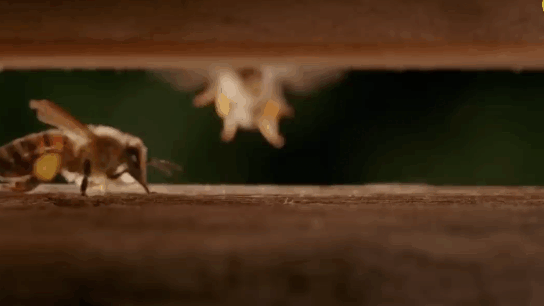 Доставка пыльцы в улей