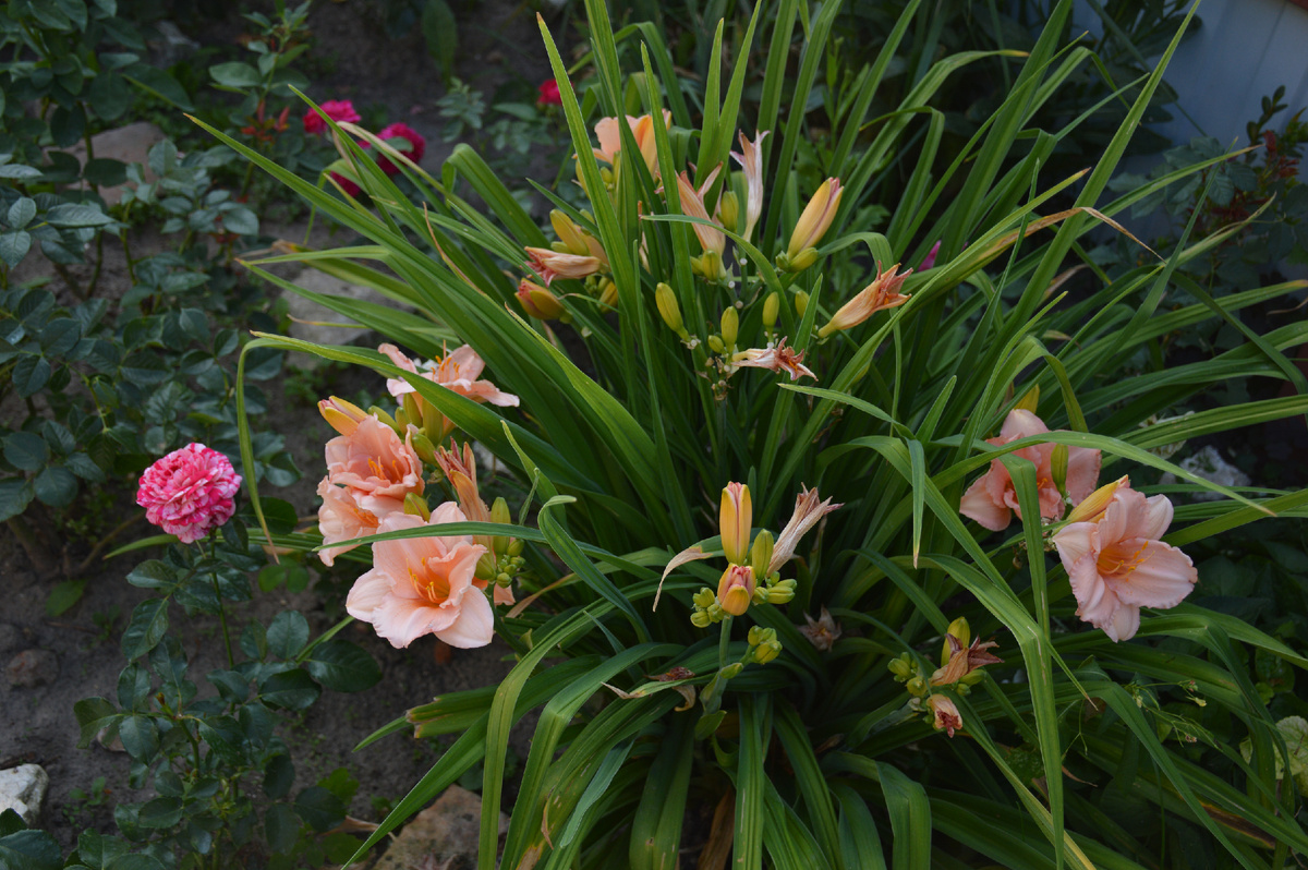 Все фотографии в статье мои. Лилейники - тоже