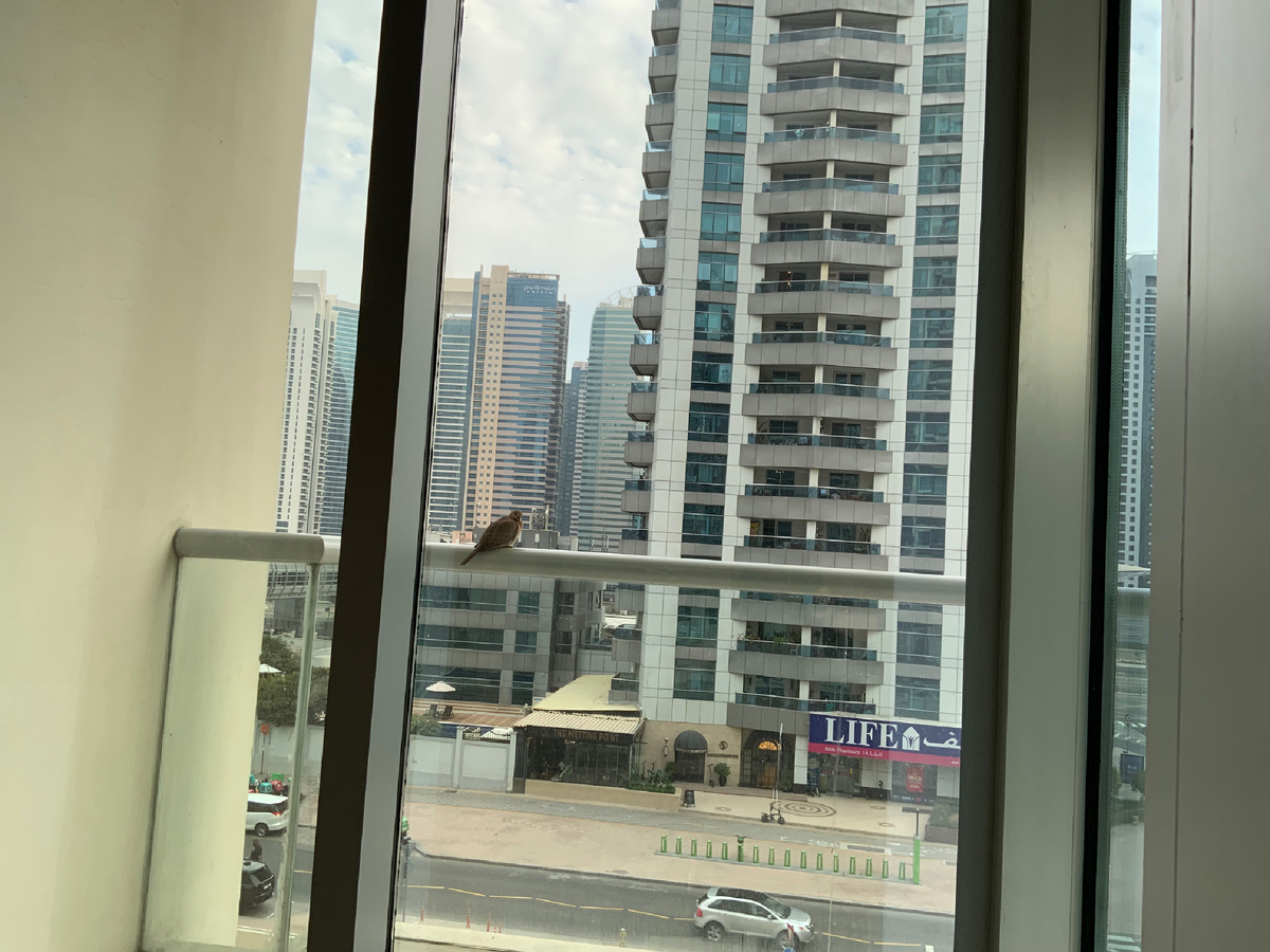 Птичка в каменных джунглях