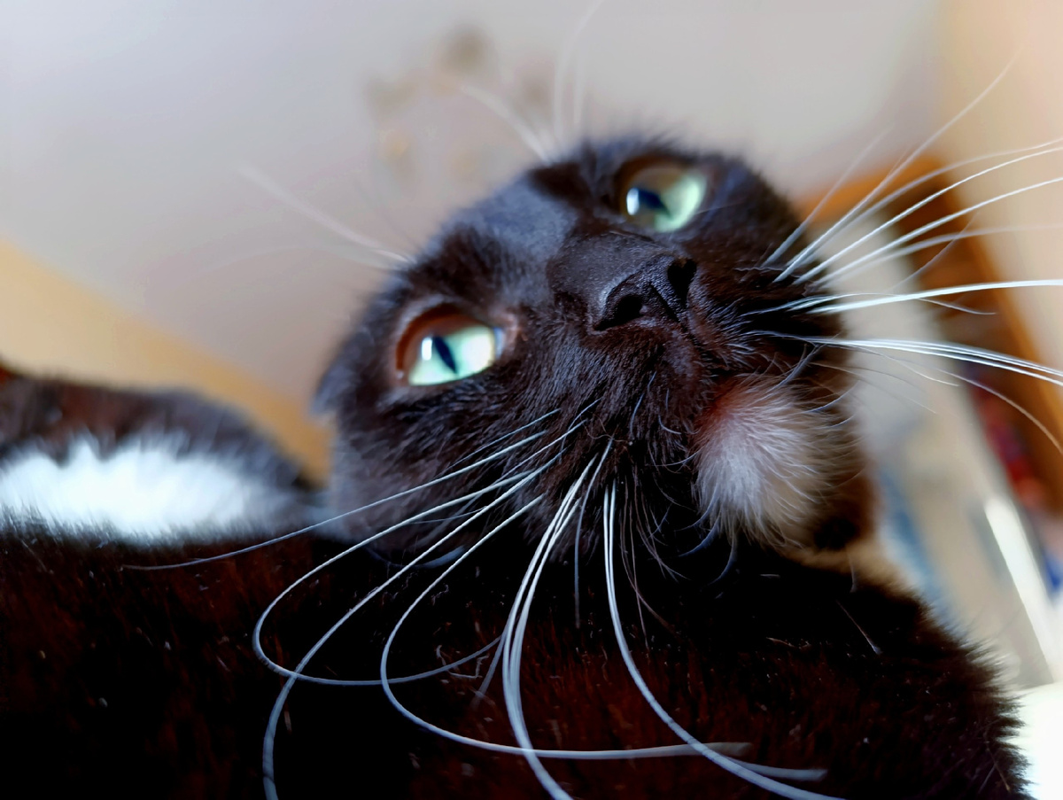 Сурен, который не хочет жениться, его и так неплохо кормят