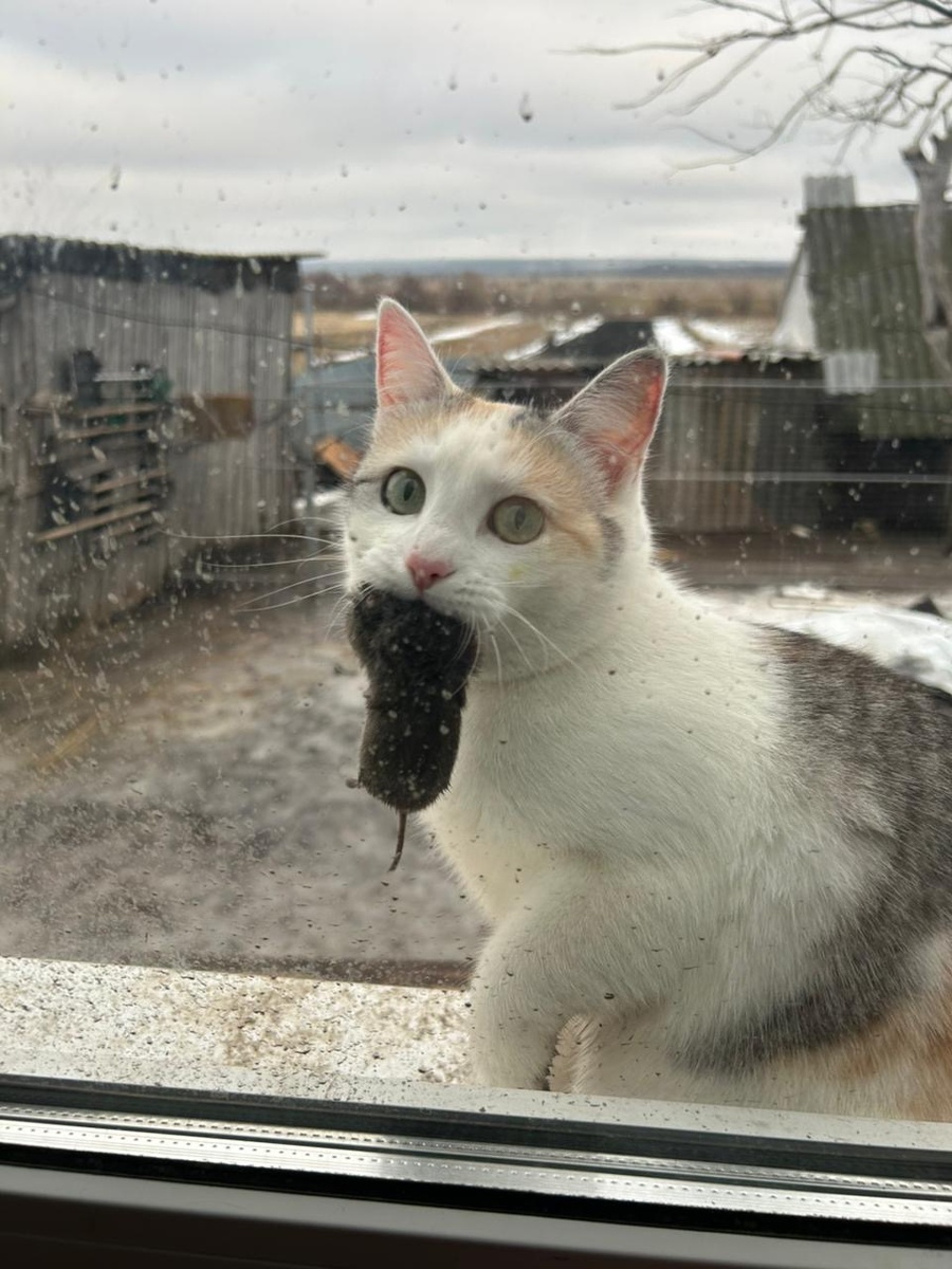 Бабушкина кошка по имени Малёк принесла бабушке в подарок мышку с улицы. Шикарный подарок своими лапками!