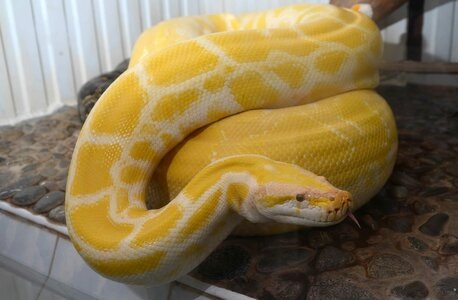 Питон альбинос.Яндекс картинки. 