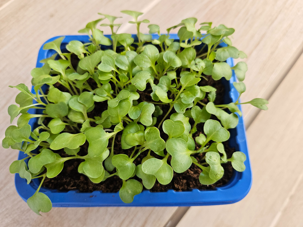 Капуста сорт Дитмарская до пикировки