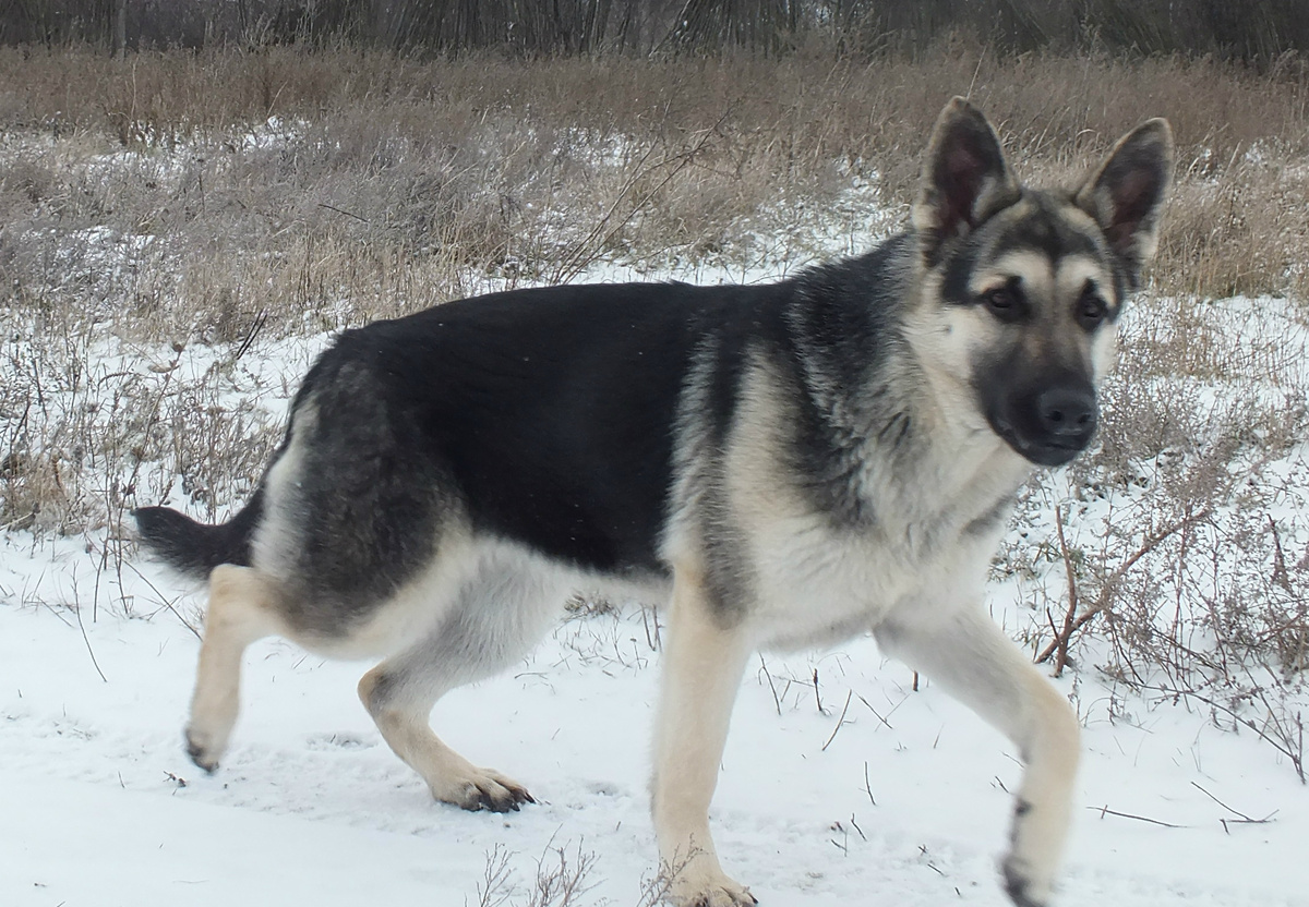 Восточноевропейская овчарка Мар Де Амор Грейс Принцеса юга