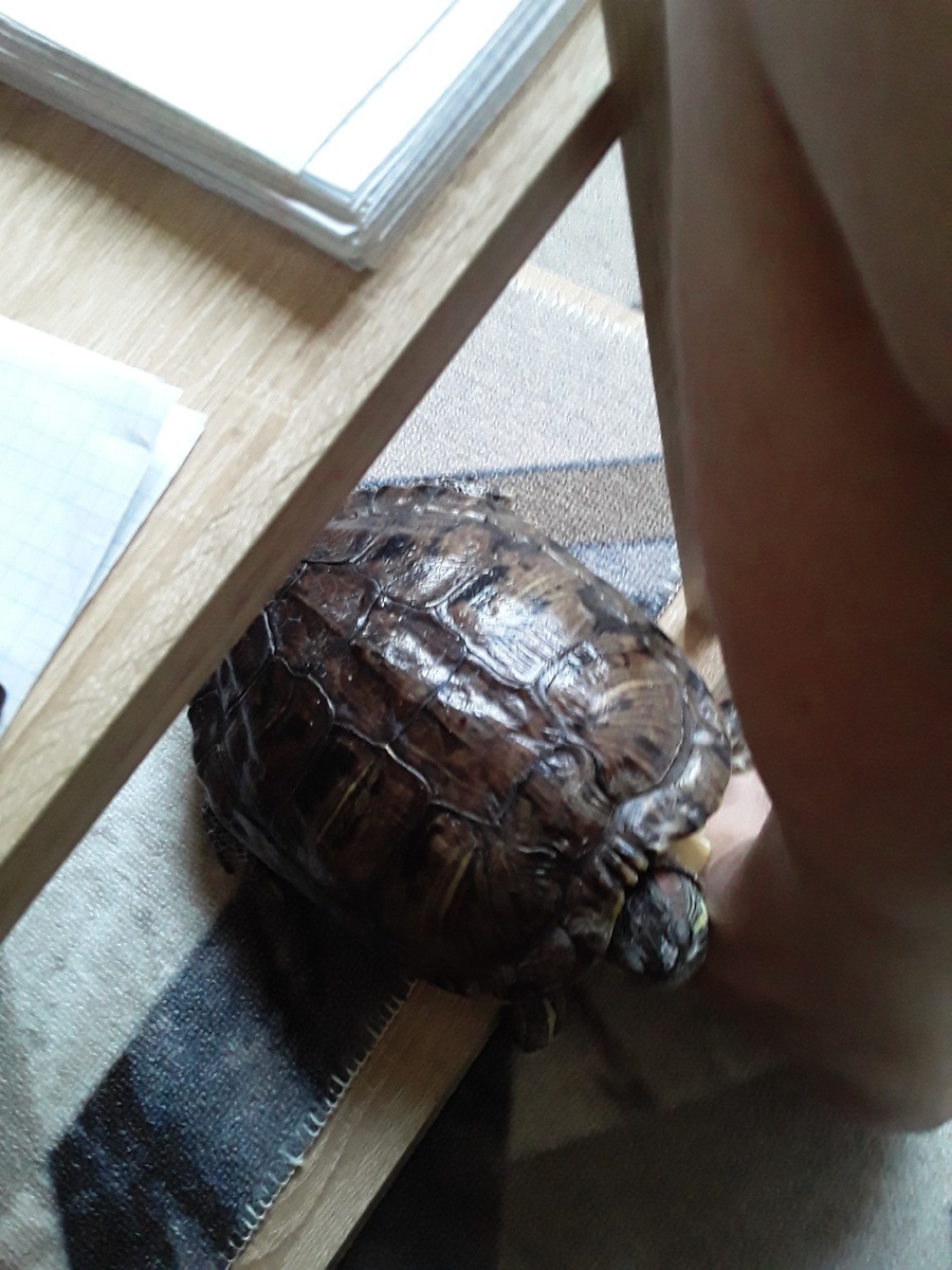 А вот так Бузи просится на диван) Подлиза)