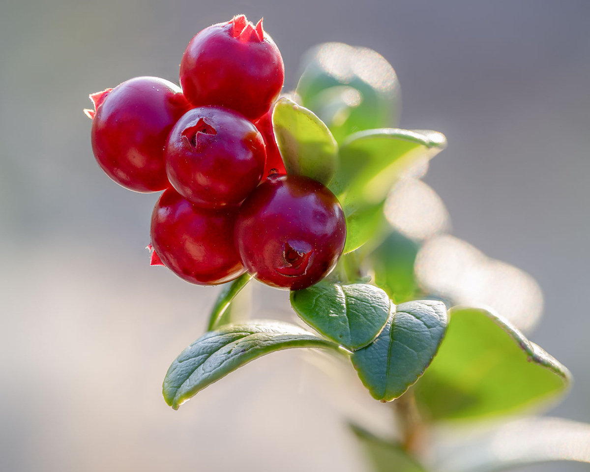 Кустик брусники.