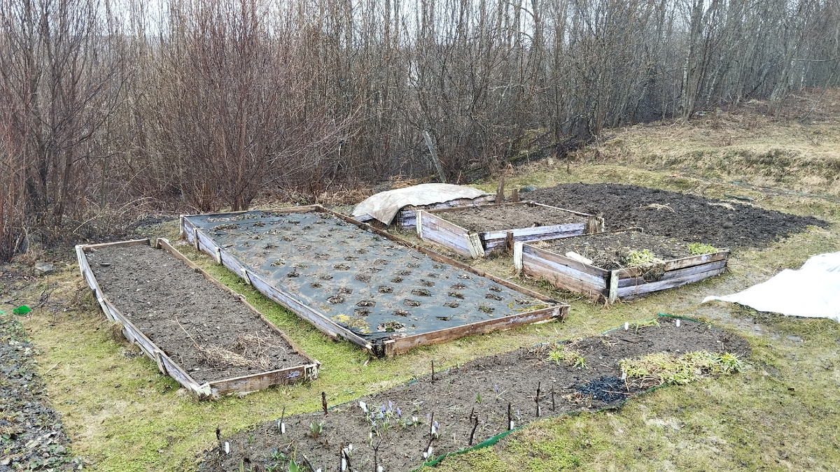 Поседние дни жизни нащего огородика