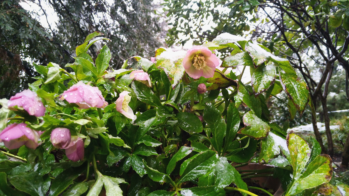 Февральские морозники.