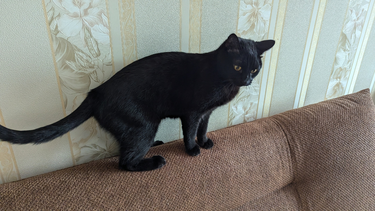 Воинственный кот 