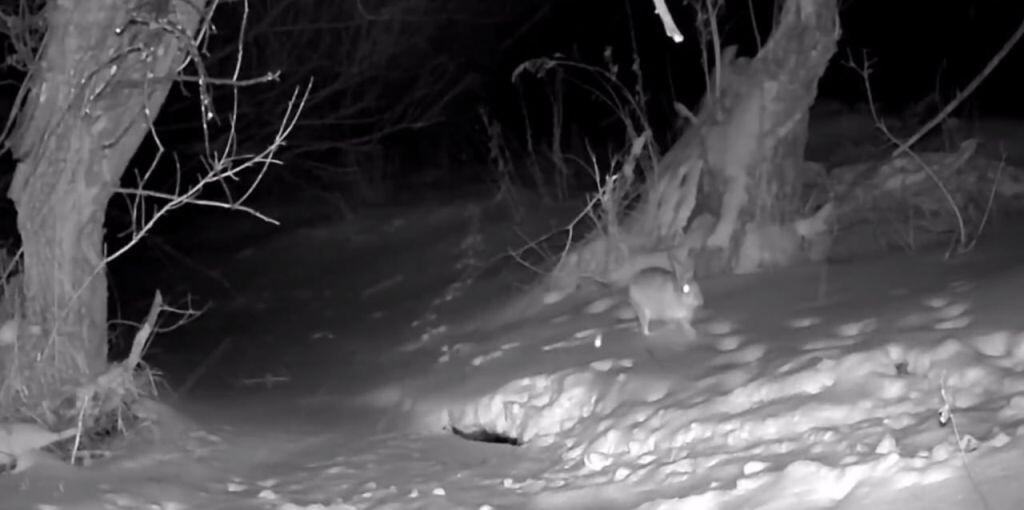    В Оренбургской области несколько зайцев показали себя на кадрах фотоловушки