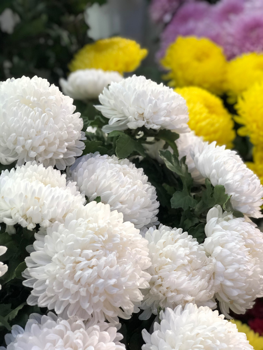 Вот эти огромные белые хризантемы мои любимые