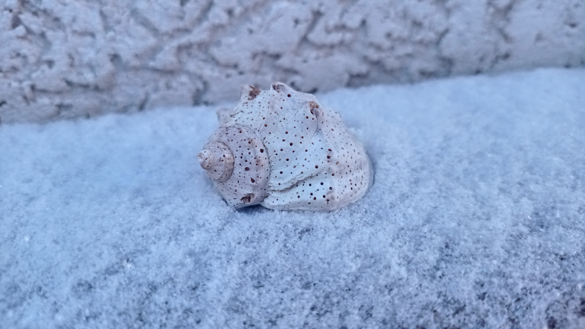 Ракушка в снегу