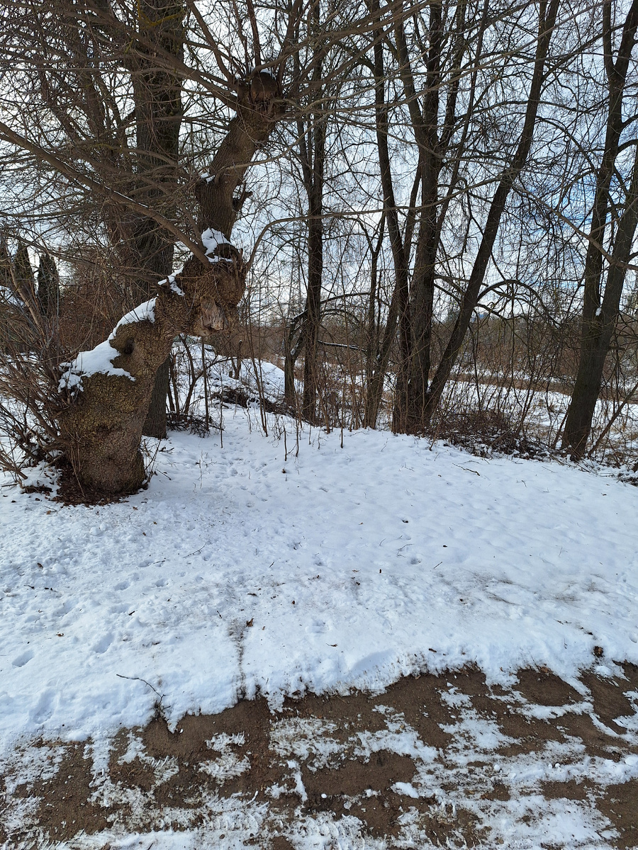 На кого дерево похоже? 