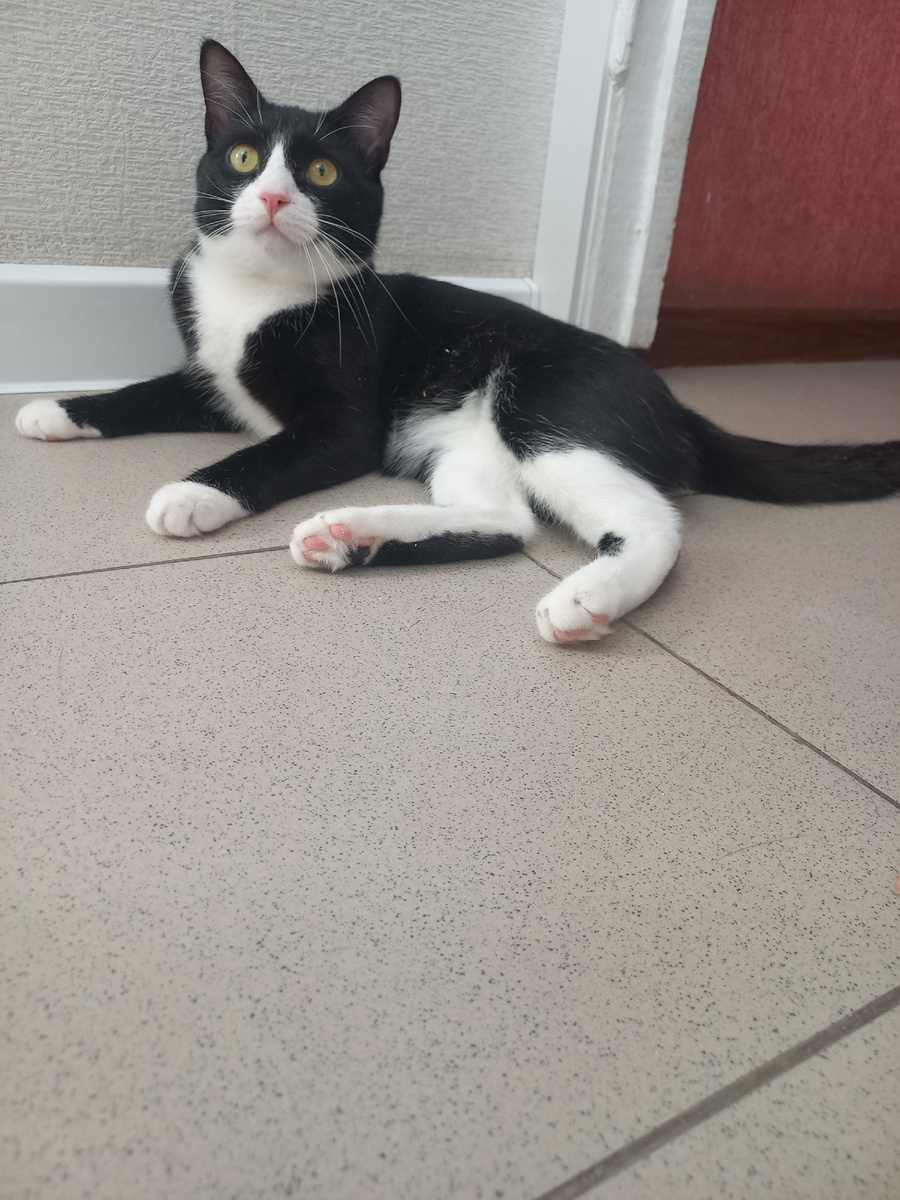 Котики и так красивые! Мой Мурзик