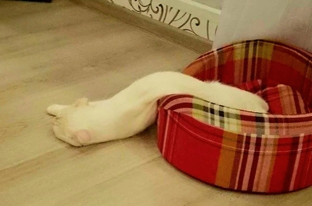 Это лежанка явно меня не хочет отпускать... ну а я что, я конечно же не буду сопротивляться!