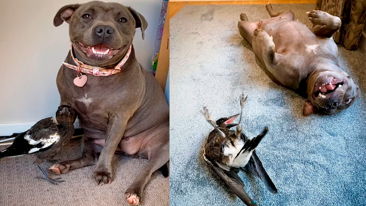    Пегги помогла сороке — и теперь они лучшие друзья