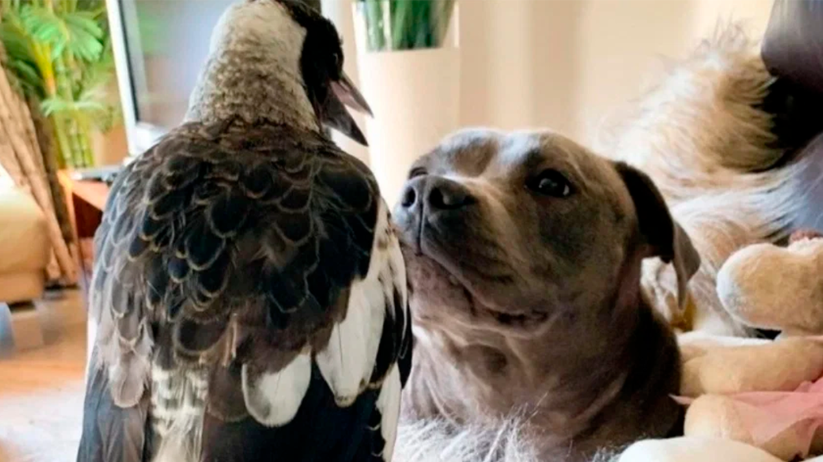    Пегги очень прониклась чувствами к Молли