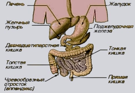 Пищеварительная  система
